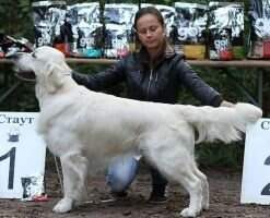 RUS Grand CH RUS CH RKF 5xCW CH LT CH BLR Maybach Grand-Prix FT-Duck FT-Bl.Tr RUS Grand CH RUS CH RKF 5xCW CH LT CH BLR Maybach Grand-Prix FT-Duck FT-Bl.Tr