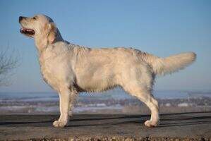 ChBg GrandChBg JChBg Charm Step Singing Springing lark Working test, Qualification for Crufts