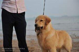 Ebbo of Xing Yuan Kennel