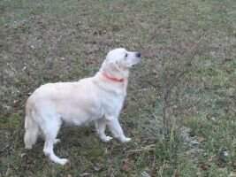 Heartland's Sweet Snow White