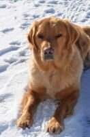 BOH GingerSnap BOH GingerSnap