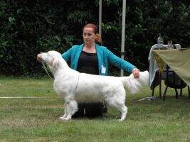 Waterbabies Belo Horizonte Giovane Promessa Enci Qualified for Crufts 2016