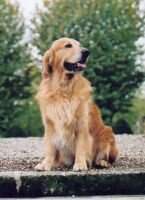 Goldlab Sultan Goldlab Sultan