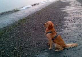 GoldnGun Shooting Star Seamus