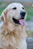 Bentley's Perfect Gentleman of Golden Hills
