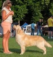Ro J.Ch, Hu.Ch, Ro.Ch, RoCh Cum Laude Erdoalji Diamond go to Angels in Leash