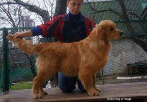Tramin King of Bongo