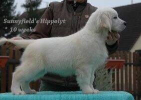 Sunnyfield's Hippolyt
