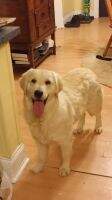 Nat SR CH Plumcreek's Amazing Chleo