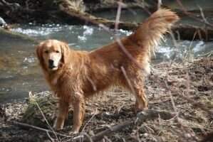 Reba's Rockin Roxy Reba's Rockin Roxy