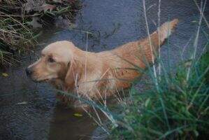 Rocco's Lady Reba Rocco's Lady Reba