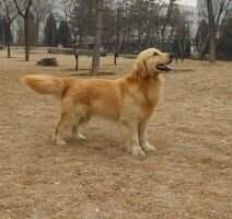 ailles of superstarkennel ailles of superstarkennel