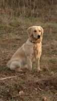 Lucy Lou Of Poulson's Pride