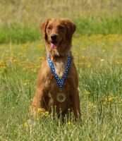 SR Awrey's Skyriver Celtic Joy SR Awrey's Skyriver Celtic Joy