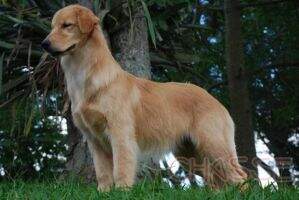Chasse H Jaciara Chasse H Jaciara