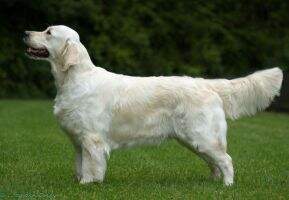 Crossly Golden's Beverly