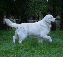 Int'l CH, Nat'l CH Dry Canyon Has Gone Platinum CGCA CGCU