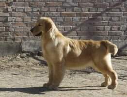 Galaxa Moon of Jin Se Ding Sheng Kennel
