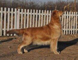 Parco Halfra of Superstar China Kennel