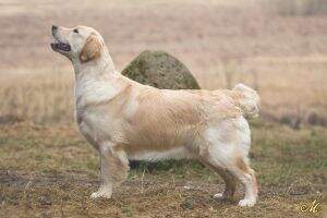 Meiepere Sally Cinnamon