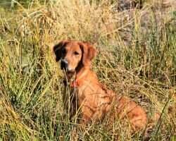Red Desert Sunshine