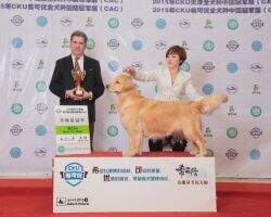 CN. CH Fai Happines and naughty ella of Superstar Kennel