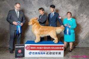 PRC-CH Tinyipets' Indefatigable Ursae Minoris