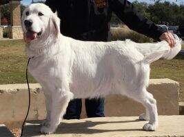 JIntCh & JNCh Victoria Of Hillsong Goldens
