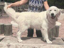 JIntCh & JNCh Louis of Hillsong Goldens