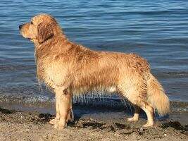 Clew Bay's SunKissed Here We Go Again Finnegan