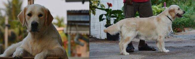 Bessies Chinki Daughter