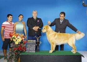 Goldentrip Frederico Goldentrip Frederico