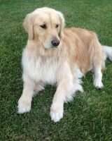 Delconde Arribere Golden Belle Aly