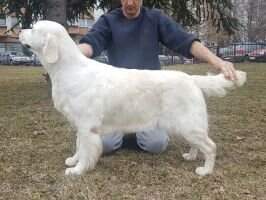 Bg.Ch. IntSR/NatSR CH Golden Romance D-Sensation