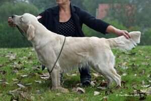 Vanlijnden My Fair Lady Vanlijnden My Fair Lady