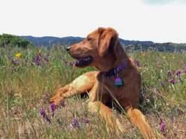 Shasta Goldens Autumn's Golden Lace