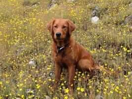 Shasta Forest Gold Roxy