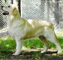 Nat'l Jr. CH, Int'l Jr. CH Sky Pride Samira CGCA, CGCU