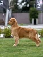 Arg. Champ GUGA LEON DEL CIELO