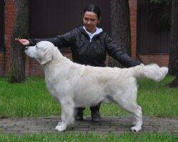 Rus, Ch NKP Pinkerly Livanto Rus, Ch NKP Pinkerly Livanto