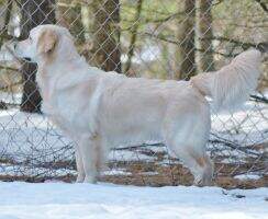 Int'l CH Sky Pride Sapphire CGCA, CGCU