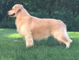 UKC Ch. My Way Passion's Boulder Creek CCA TKN THDN
