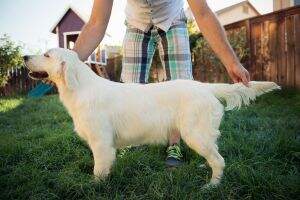 & Nat. Jr. Puppy Ch. Alice Of The Bearden Pack