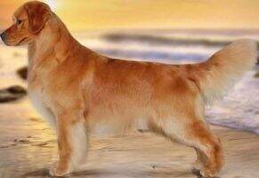 MRBIS CanGCHEX Goldstreak Hollykins Sport SLT BOSS NS