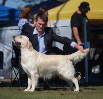 Askaval Born Free