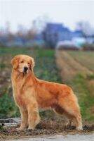 A Singapore sling of Tong Hua Kennel