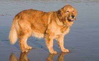 Yorkbeach Golden Daydream