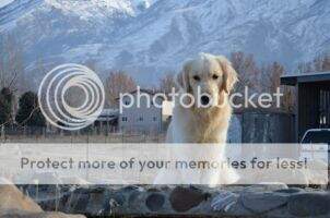 Sir Stryker Zeus Of Mt Olympus Sir Stryker Zeus Of Mt Olympus