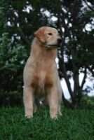 Chasse H Birgit Chasse H Birgit