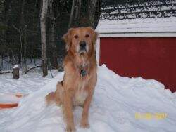 Stradley's Marley Stradley's Marley